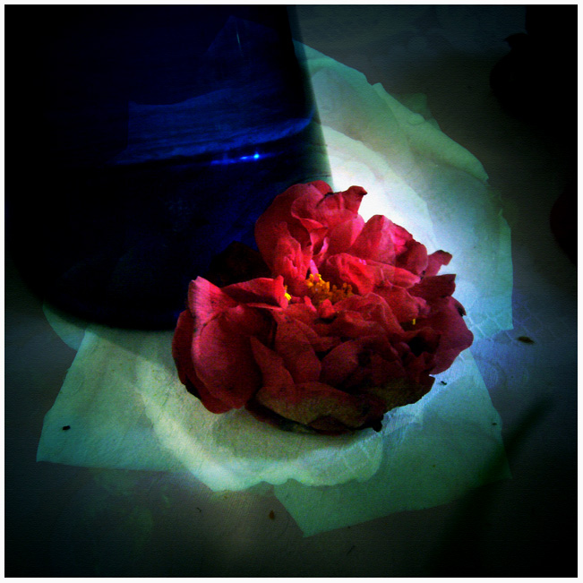 The Purity of Passion