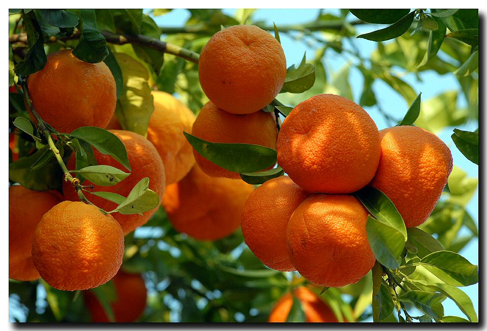 anticipata primavera