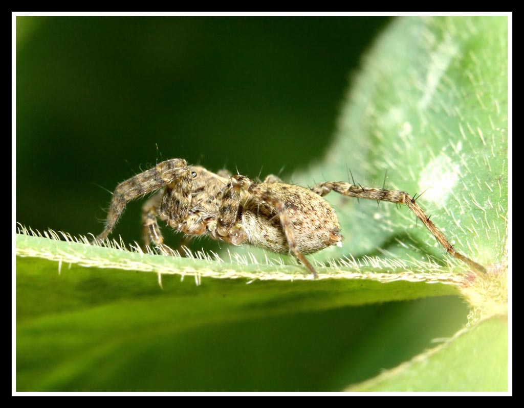 "ferito in battaglia?"