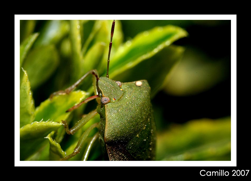 Seconda Macro con i Tubi con meno Flash