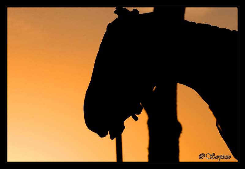 ... Trotta impavido destriero...