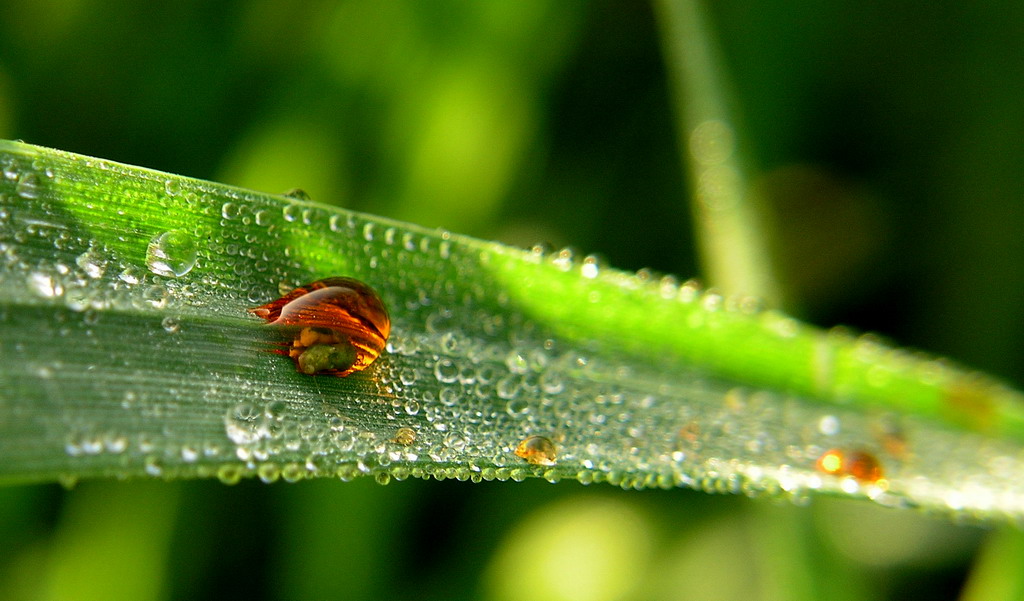 goccia d'ambra(colorata dalla natura)