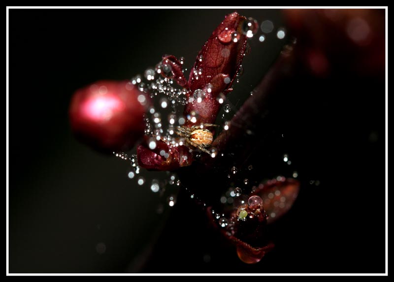 Una casa tra le stelle