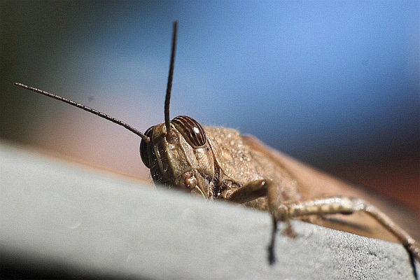Macro con Jupiter 85mm + tubi
