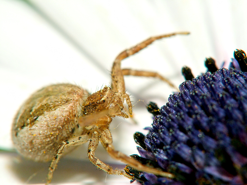 ...il suonatore di organo...