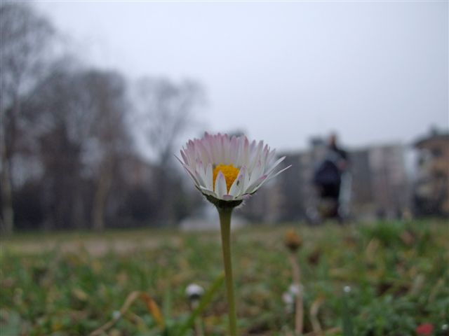 margherita d'inverno