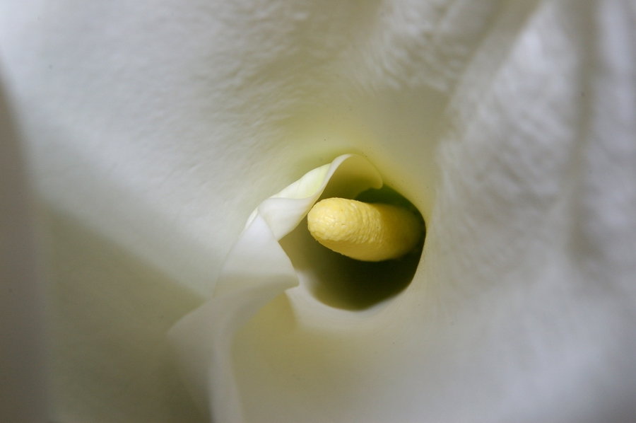 calla