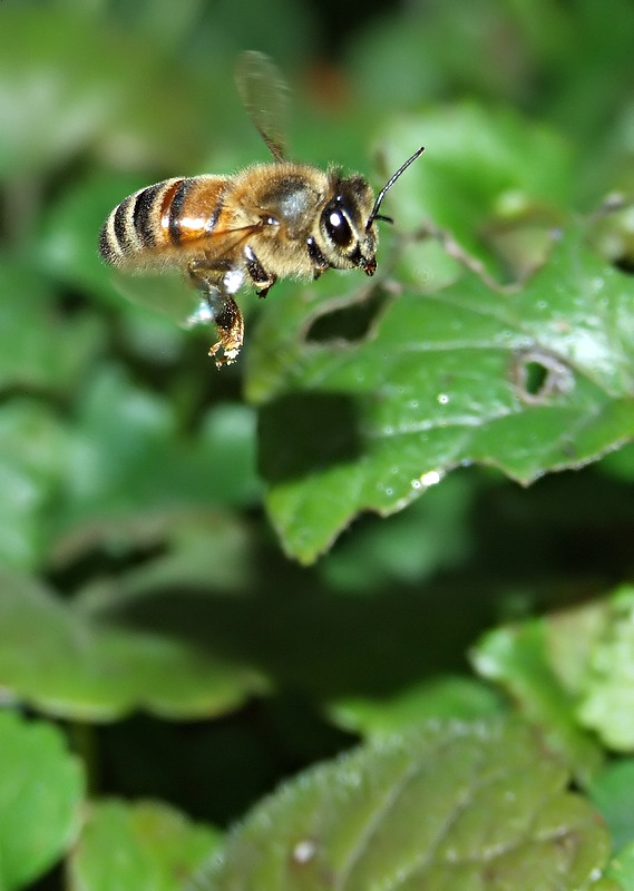 trallallerol�........