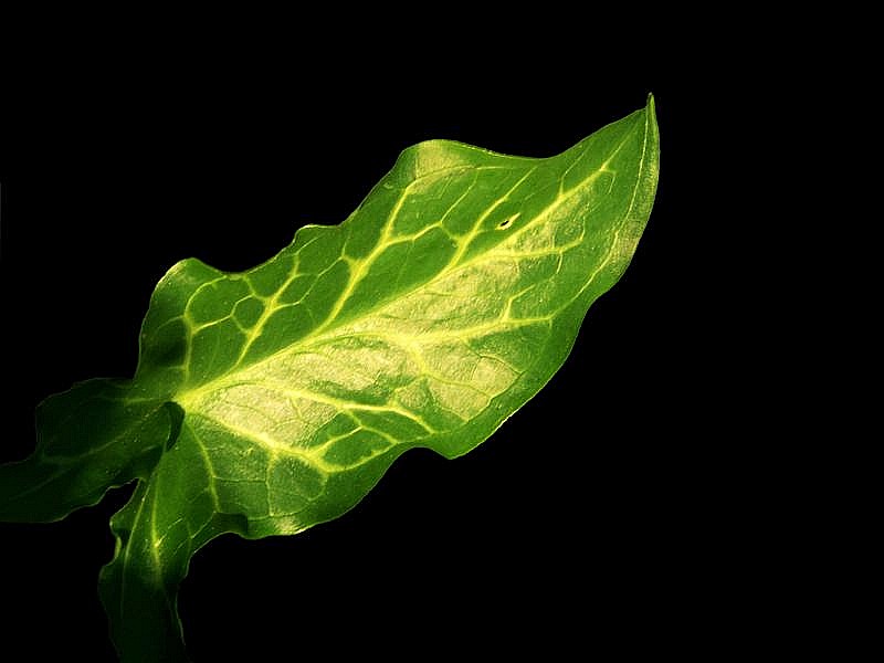 Foglia > il verde e il nero