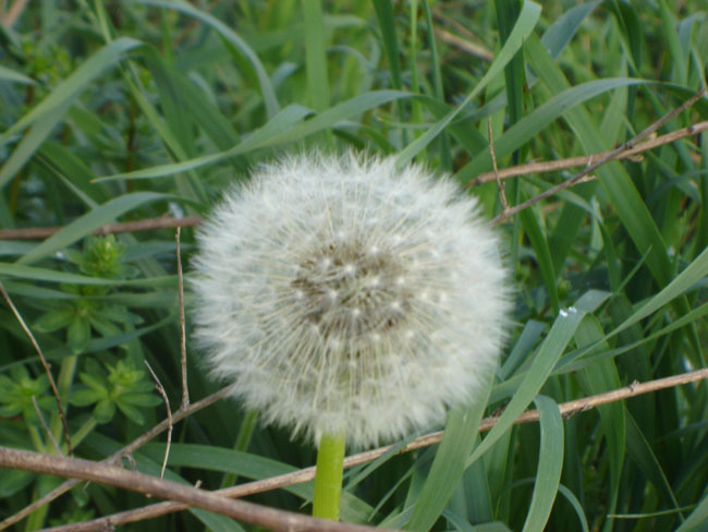 pronto a spiccare il volo