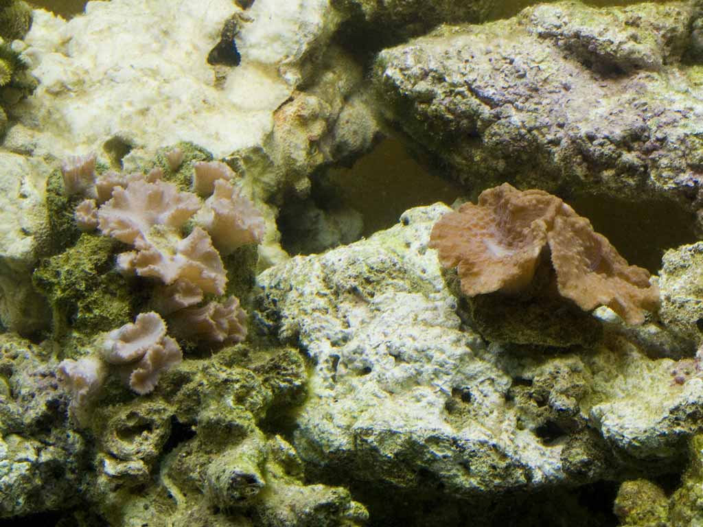 abitanti del mio acquario marino