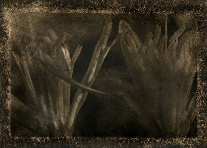 Oliografia Silver Print