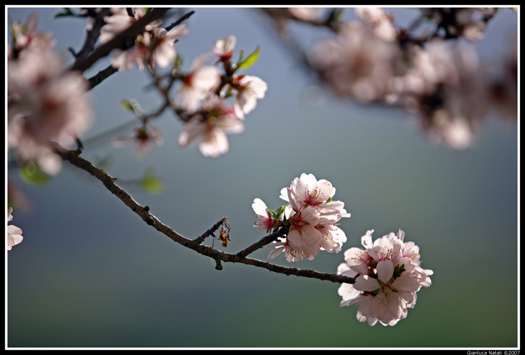 Primavera in Val D'Orcia