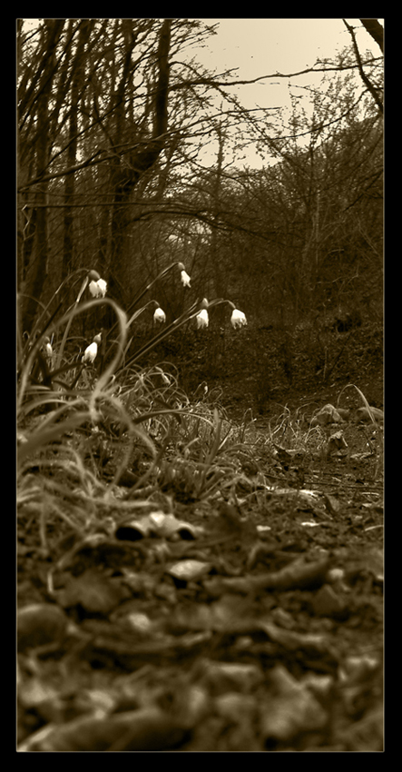 Campanelle d'inverno
