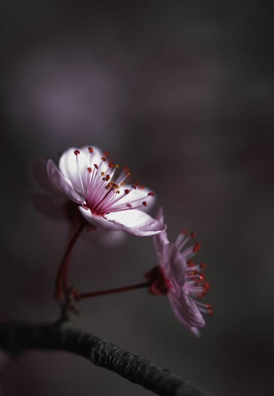 Fiori Rosa Fiori di...