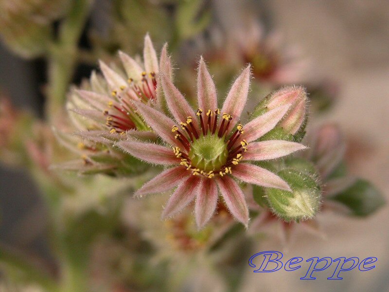 Fiore