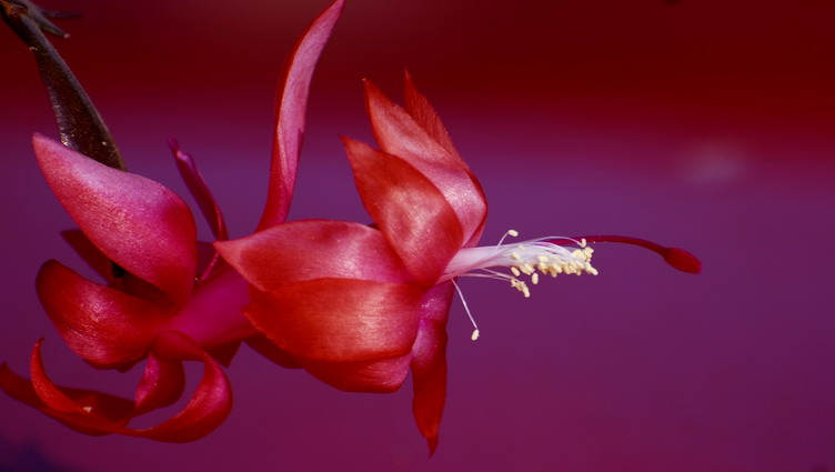 Epiphyllum truncatus