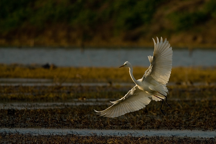Airone bianco maggiore