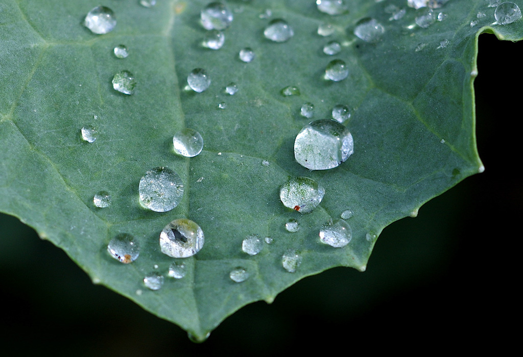 Gocce su foglia di rapa