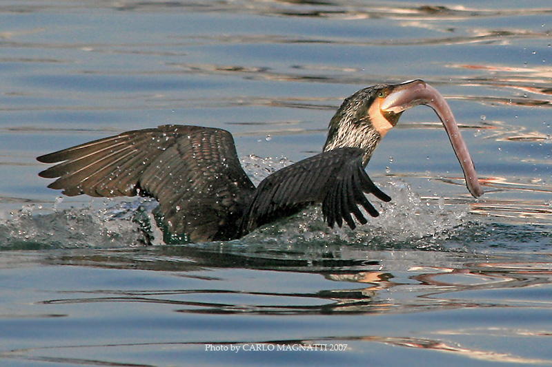 Cannelloni alla marinara