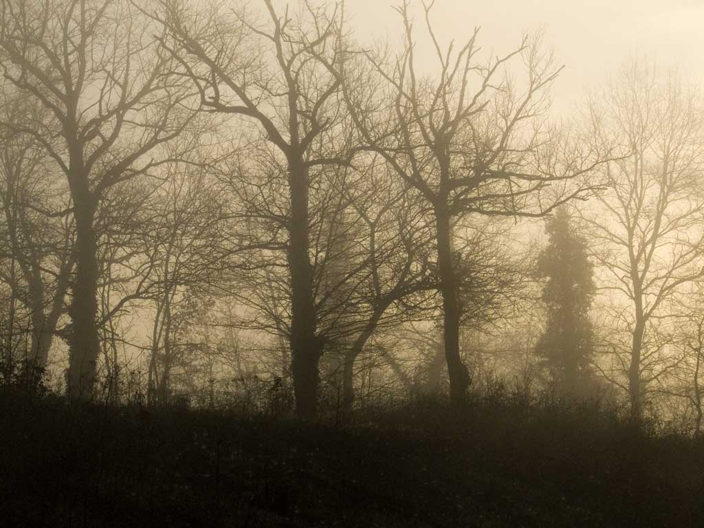 alberi nella foschia