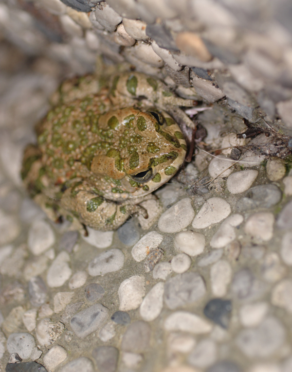 Provenienza: Sconosciuta!