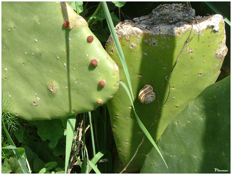 Me ne st� all'ombra