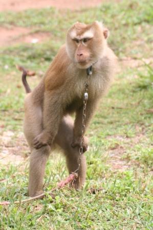 "thailandia" stanco?