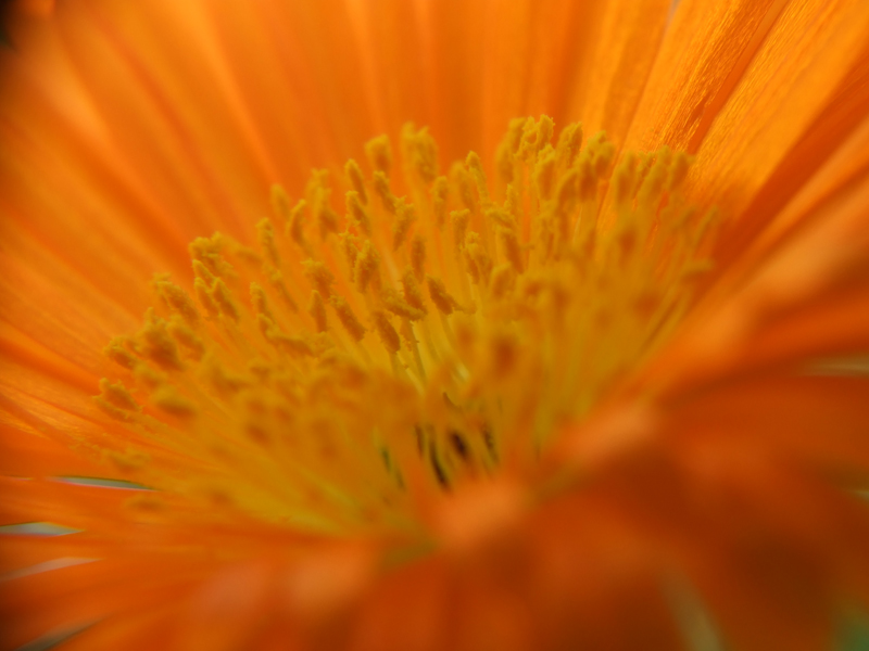 esplosione fuori stagione