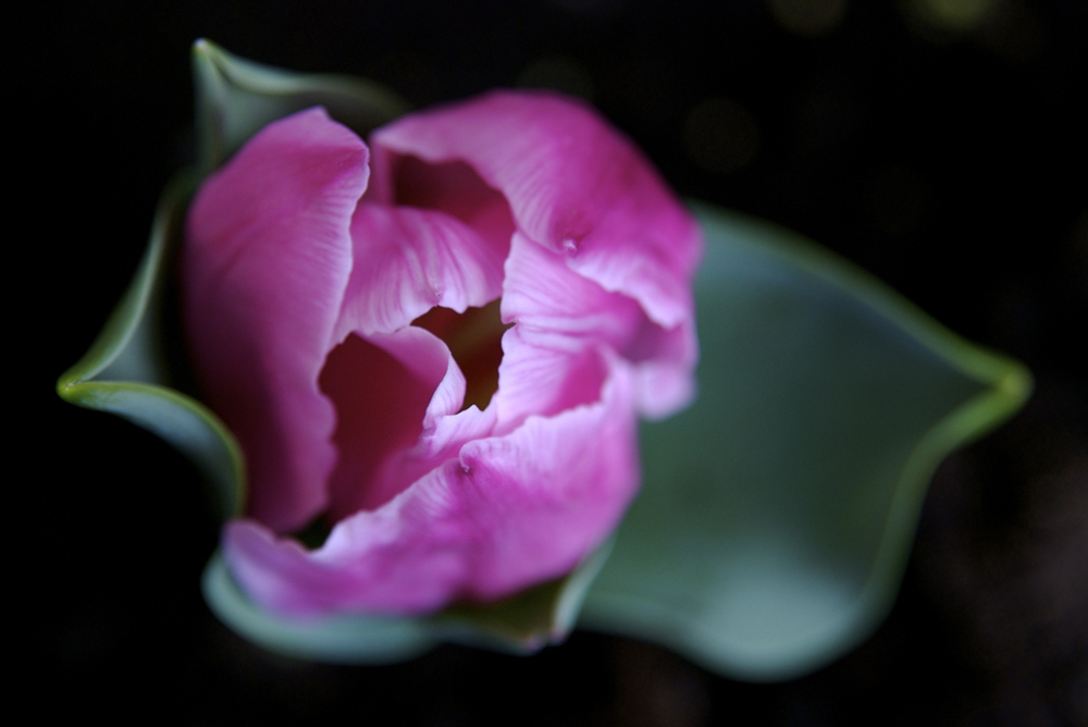 Voglio la primavera!