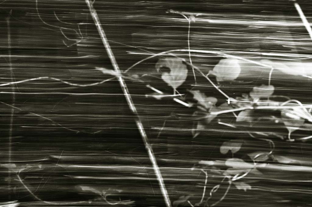 Bosco Valle Argentina 53