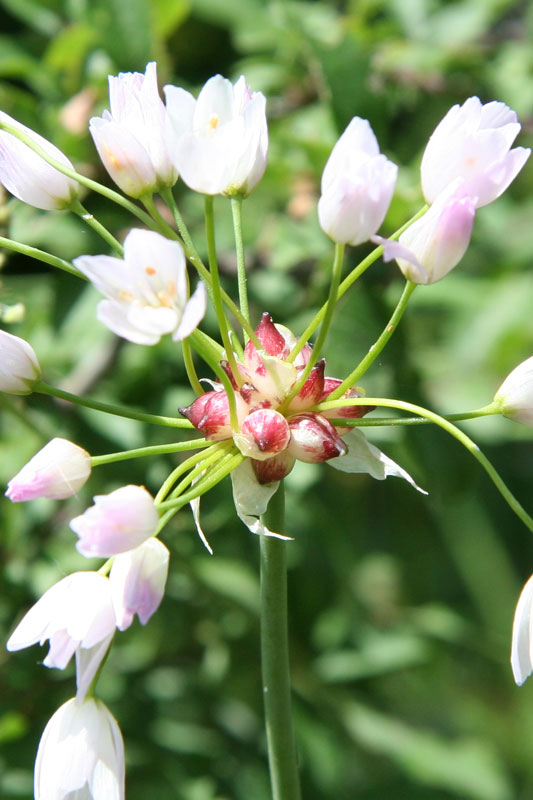fiorellini e boccioli