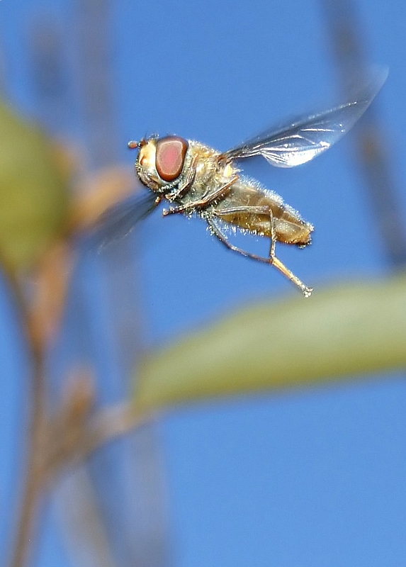 volo di linea ap-0307