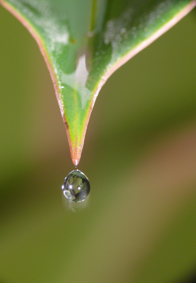 la lacrima del ficus