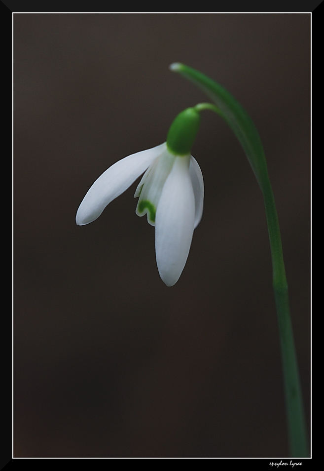 Dama bianca (x avantime)