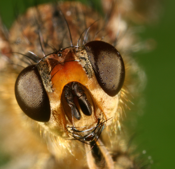 La testolina di un moscerino