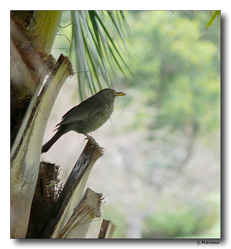 iniziare a costruire casa