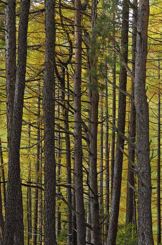 Linee verticali