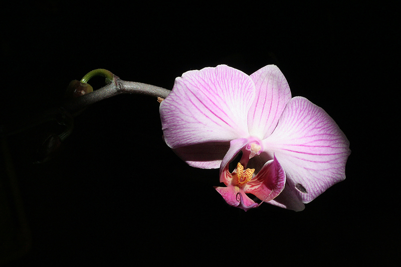orchidea