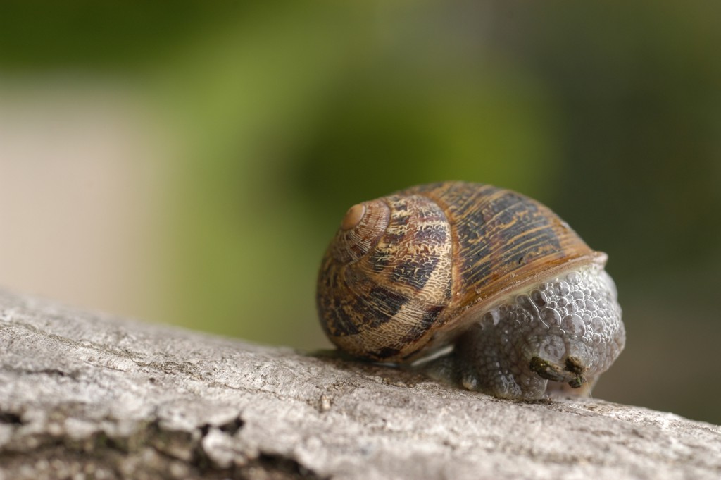 Lumaca spaventata...