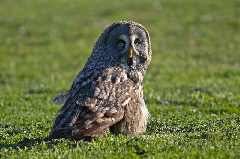 alloco della lapponia