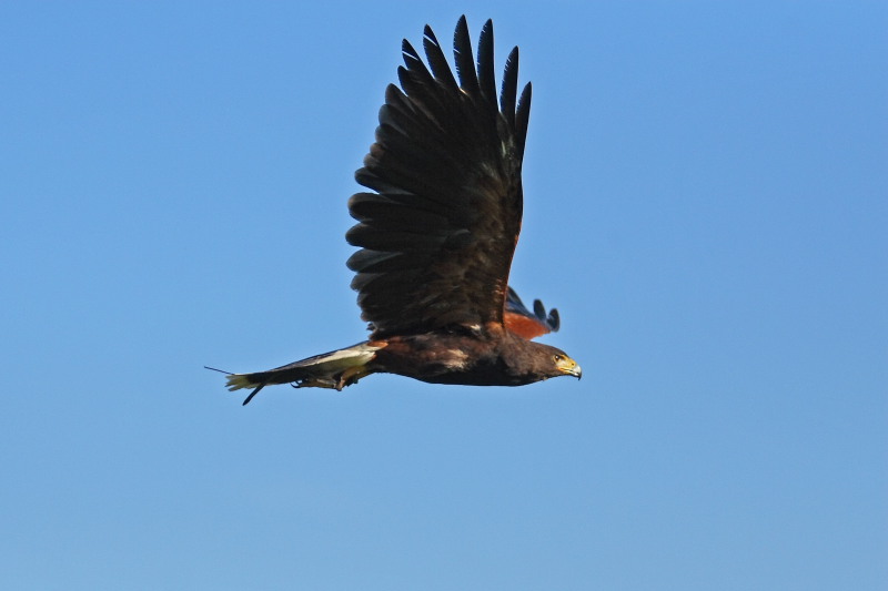 poiana del deserto in volo 1