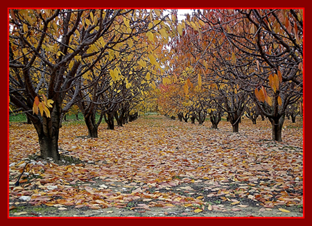 Colori d'autunno (1)