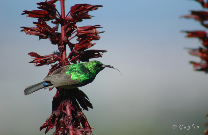 Sunbird