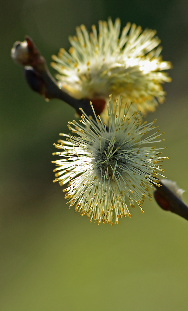 ...artificio naturale...