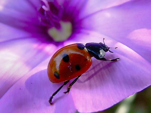 coccinella e goccia