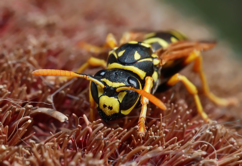 martinello ( dalle mie parti)