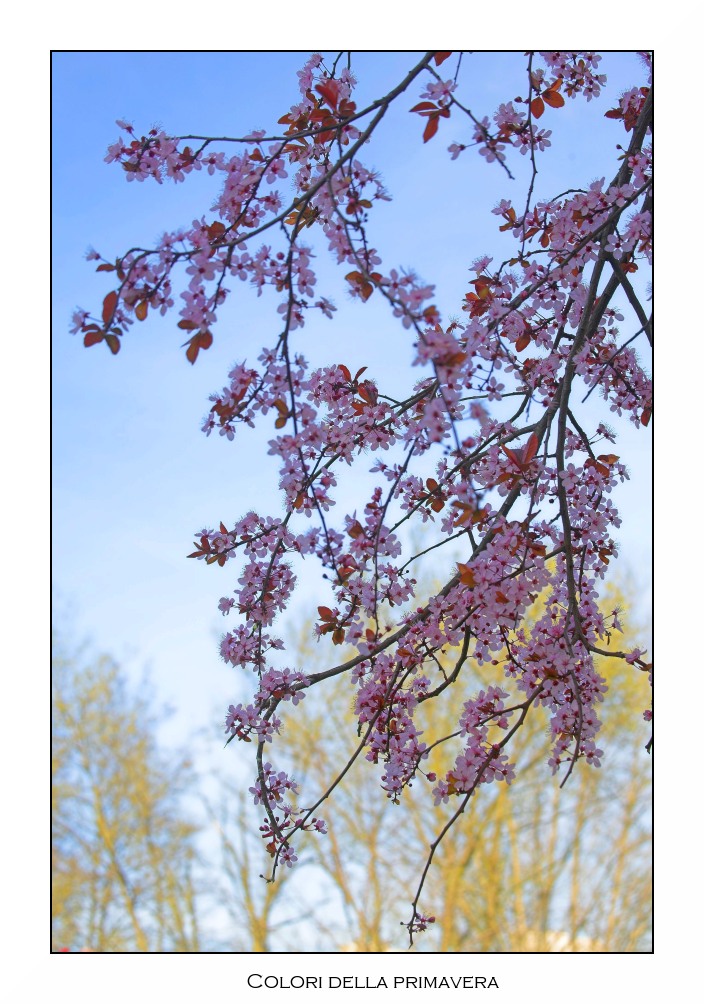 I colori della Primavera