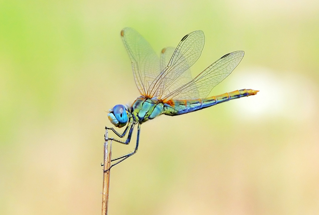 Libellula