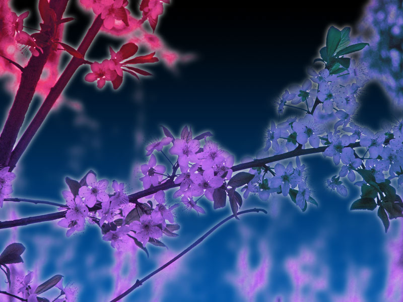 notturno nella terra di mezzo